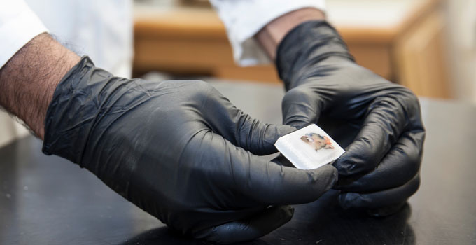 Researcher handling a sample