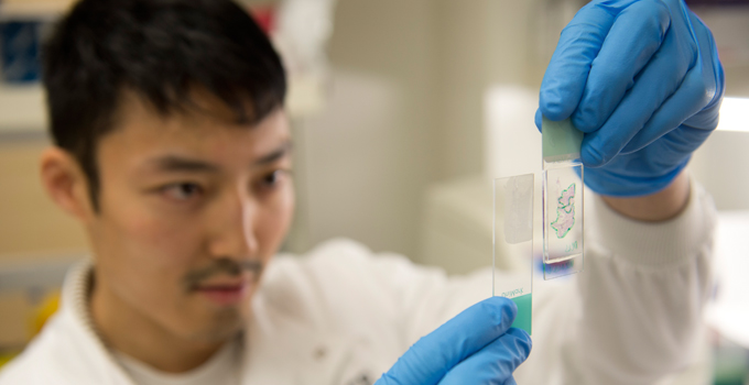 A pathology researcher looks at a slide.