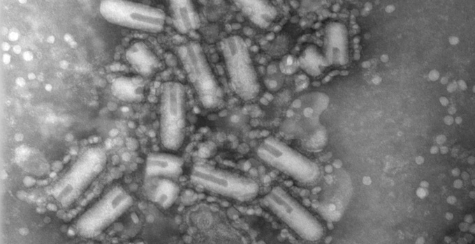 The Maraba virus is seen under an electron microscope
