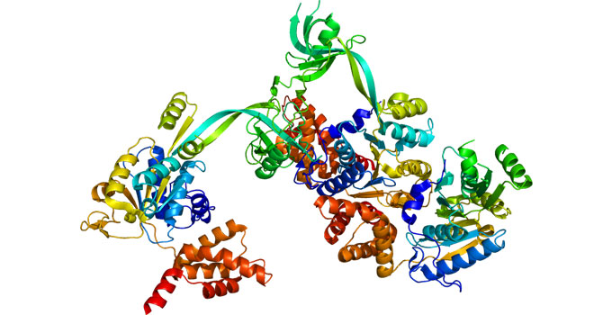 Study points to common protein duo as a new therapeutic target for several cancer types