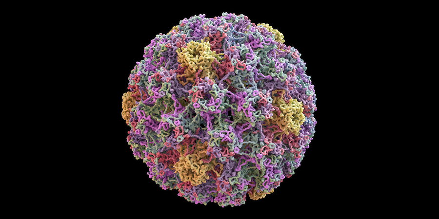 The ‘incredible’ way the HPV virus causes cancer and what that means for treating it